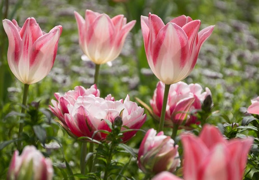 201404121234-DSC04101.jpg