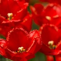201404121245-DSC04131.jpg