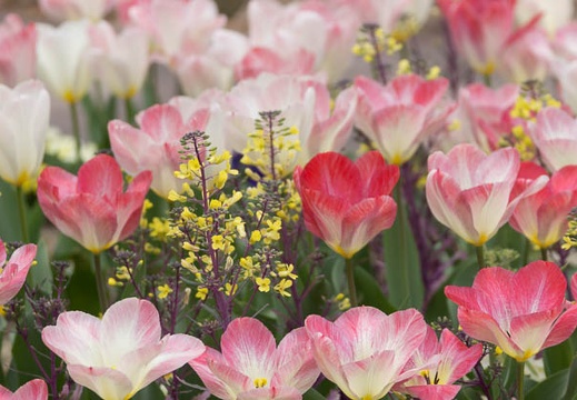 201404121251-DSC04154.jpg