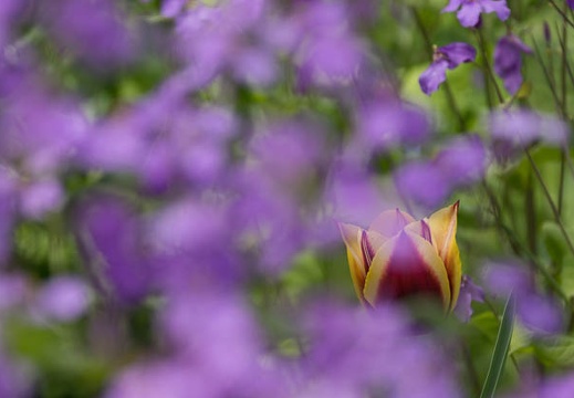 201404121304-DSC04176.jpg
