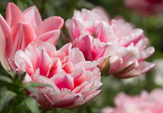 201404121310-DSC04182.jpg