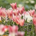 201404121312-DSC04187.jpg