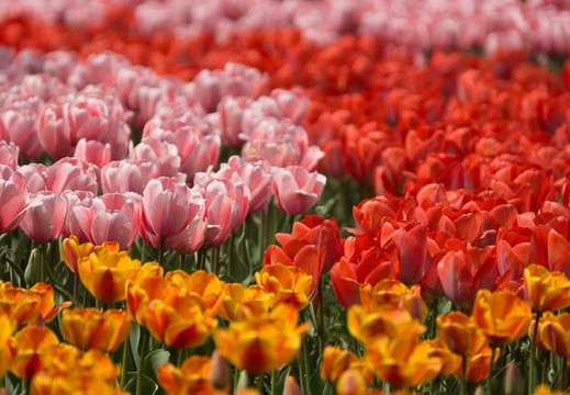201404121323-DSC04199.jpg