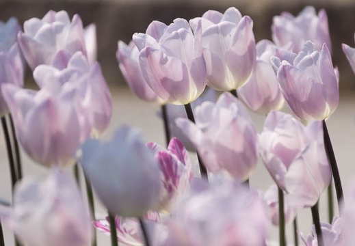 201404141106-DSC04300.jpg