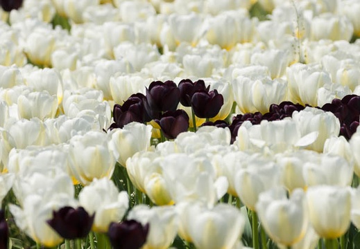 201404141109-DSC04305.jpg