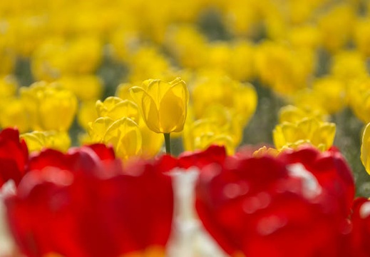 201404141115-DSC04318.jpg