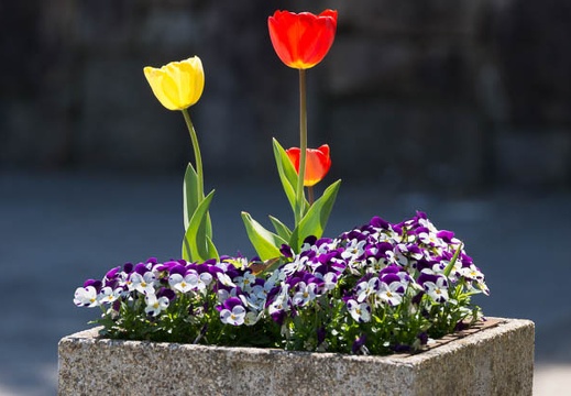 201404141135-DSC04345.jpg