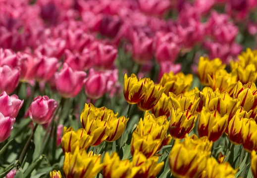 201404141139-DSC04352.jpg