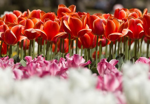 201404141144-DSC04368.jpg