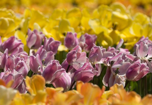 201404141154-DSC04388.jpg