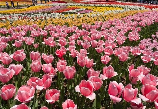 201404141157-DSC05053N.jpg