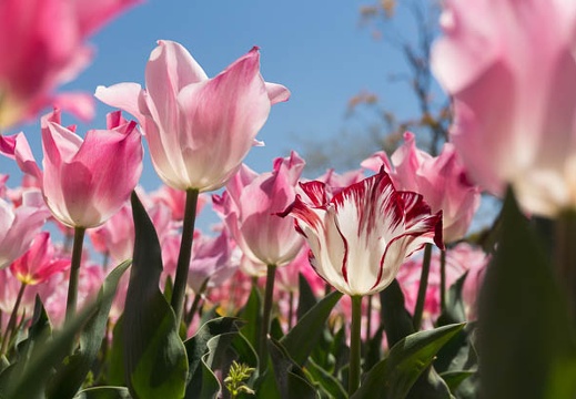 201404141158-DSC05060N.jpg