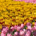 201404141203-DSC04395.jpg