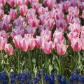 201404141255-DSC04517.jpg
