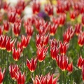 201404141316-DSC04562.jpg