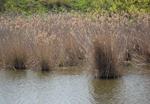 201404151036-DSC09333R.jpg