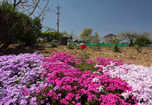201404151049-DSC09356R.jpg