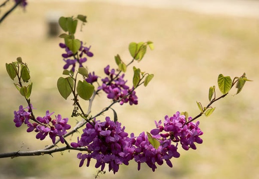 201404151107-DSC09373R.jpg