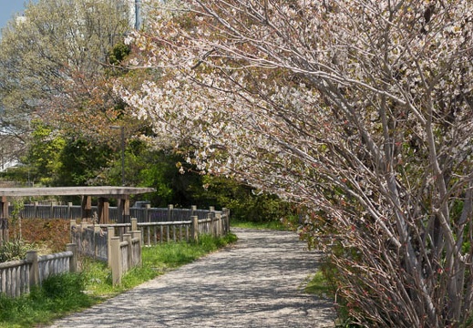 201404151127-DSC09385R.jpg