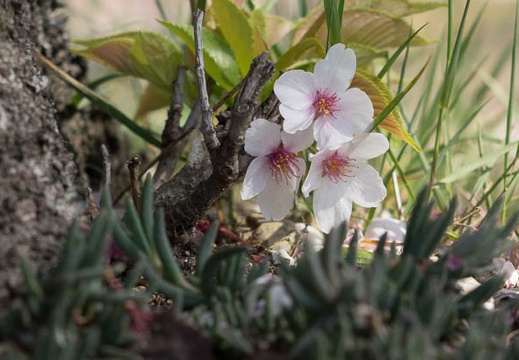 201404151427-DSC09509R.jpg