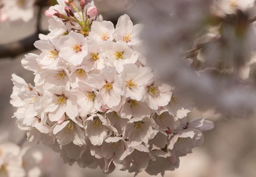 201404160742-DSC04595.jpg