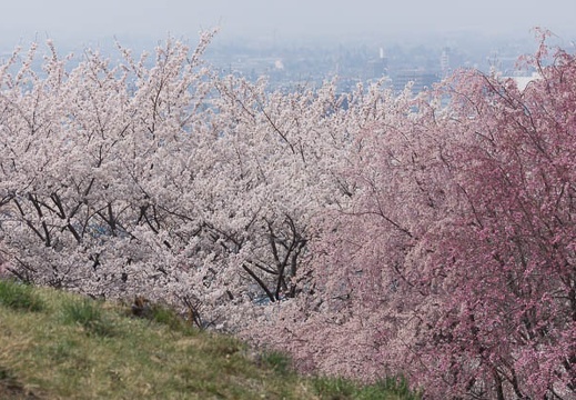 201404161308-DSC04822.jpg