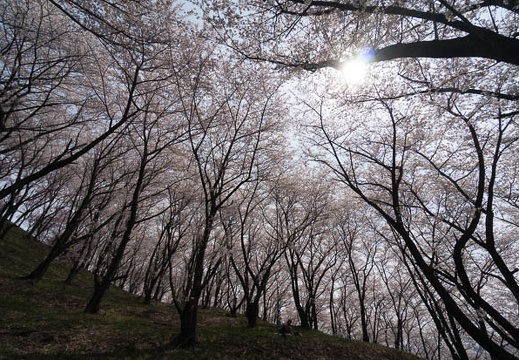 201404161327-DSC05818N.jpg