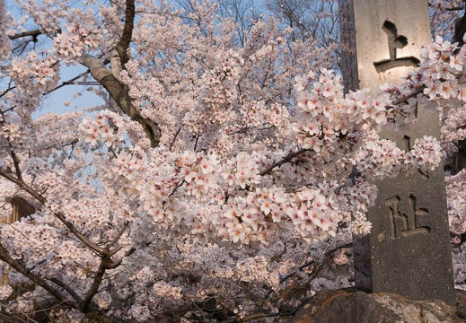 201404170652-DSC05991N.jpg