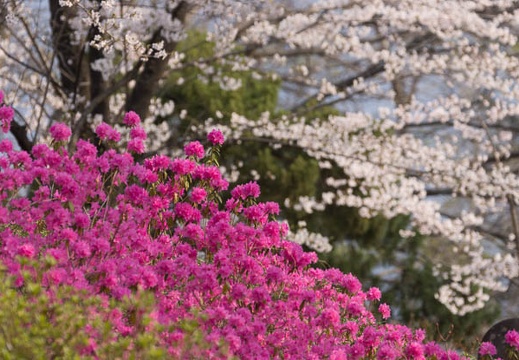 201404170730-DSC04963.jpg
