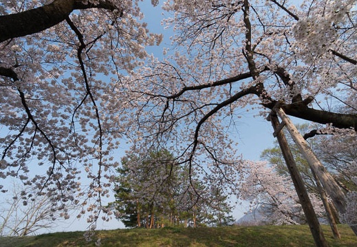 201404170733-DSC06122N.jpg
