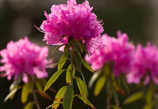 201404170740-DSC04981.jpg