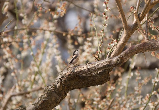 201404170750-DSC05014.jpg