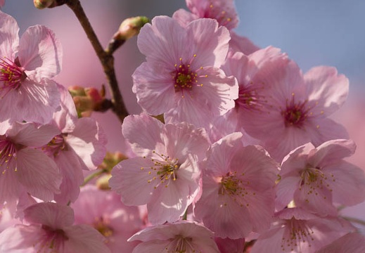 201404170810-DSC05027.jpg