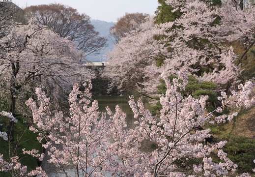 201404170823-DSC06226N.jpg