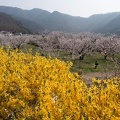 201404171457-DSC06618N.jpg