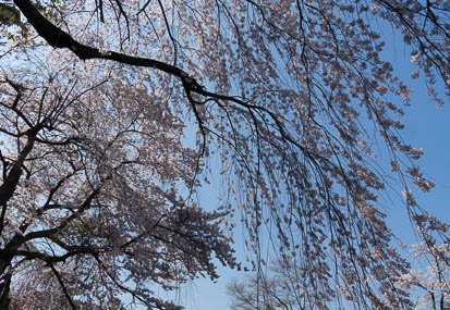201404230904-DSC06750N.jpg