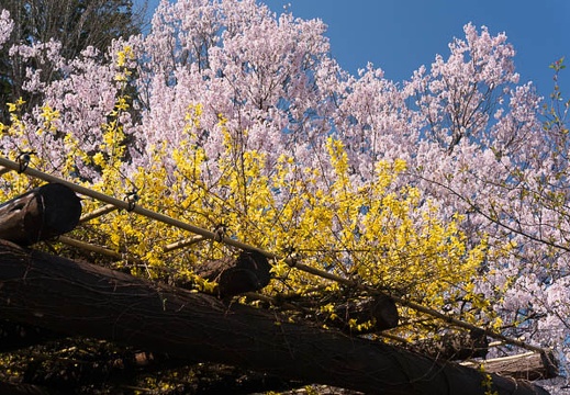 201404230925-DSC06791N.jpg