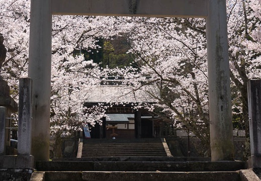 201404231122-DSC06988N.jpg