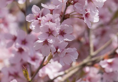 201404231151-DSC05471.jpg
