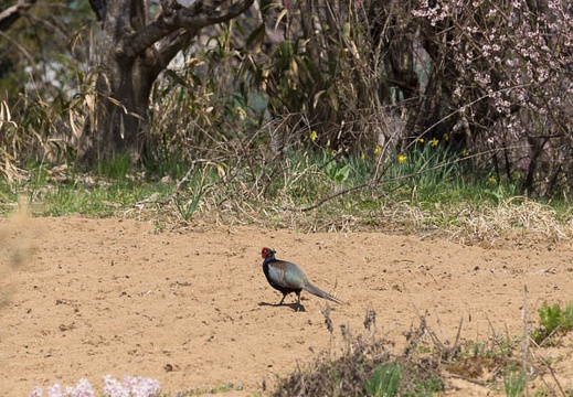 201404231310-DSC05492.jpg