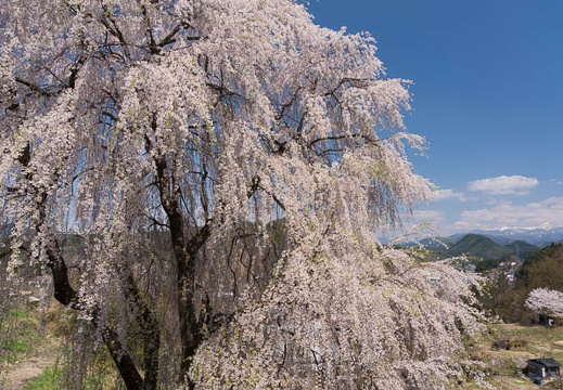201404231320-DSC07128N.jpg