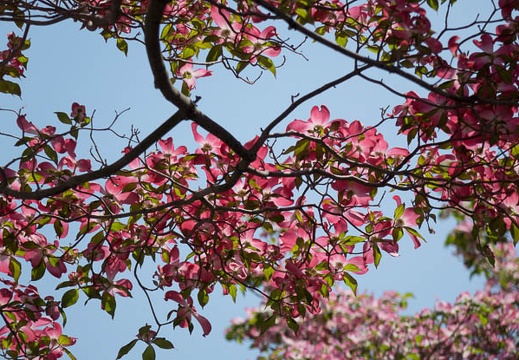 201404241037-DSC09526R.jpg