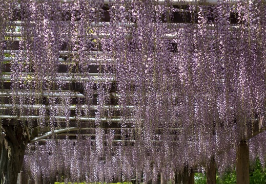 201404241215-DSC09595R.jpg