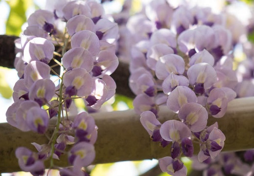 201404241218-DSC09615R.jpg