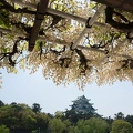 201404241231-DSC09666R.jpg