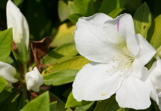 201404241259-DSC09769R.jpg