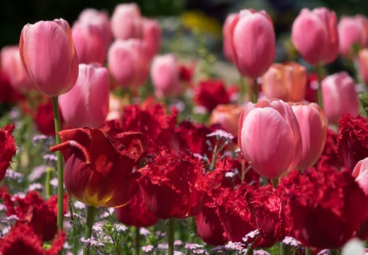 201404241325-DSC09840R.jpg