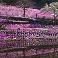 201404250812-DSC07516N.jpg