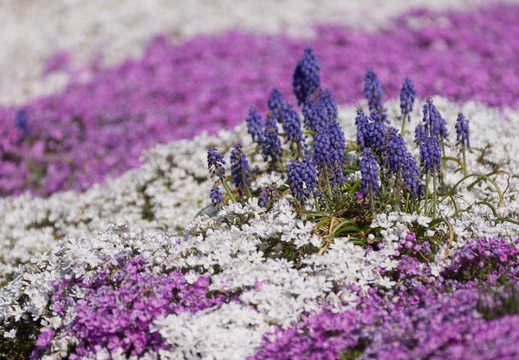 201404250845-DSC05810.jpg