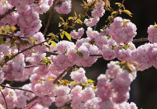 201404250952-DSC05858.jpg